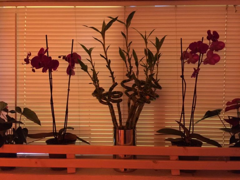 deluxe foot massage san francisco 1 768x576